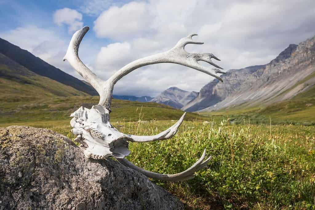 A caribou skull with antlers lying in the tundra of Gates of the Arctic National Park (Alaska).