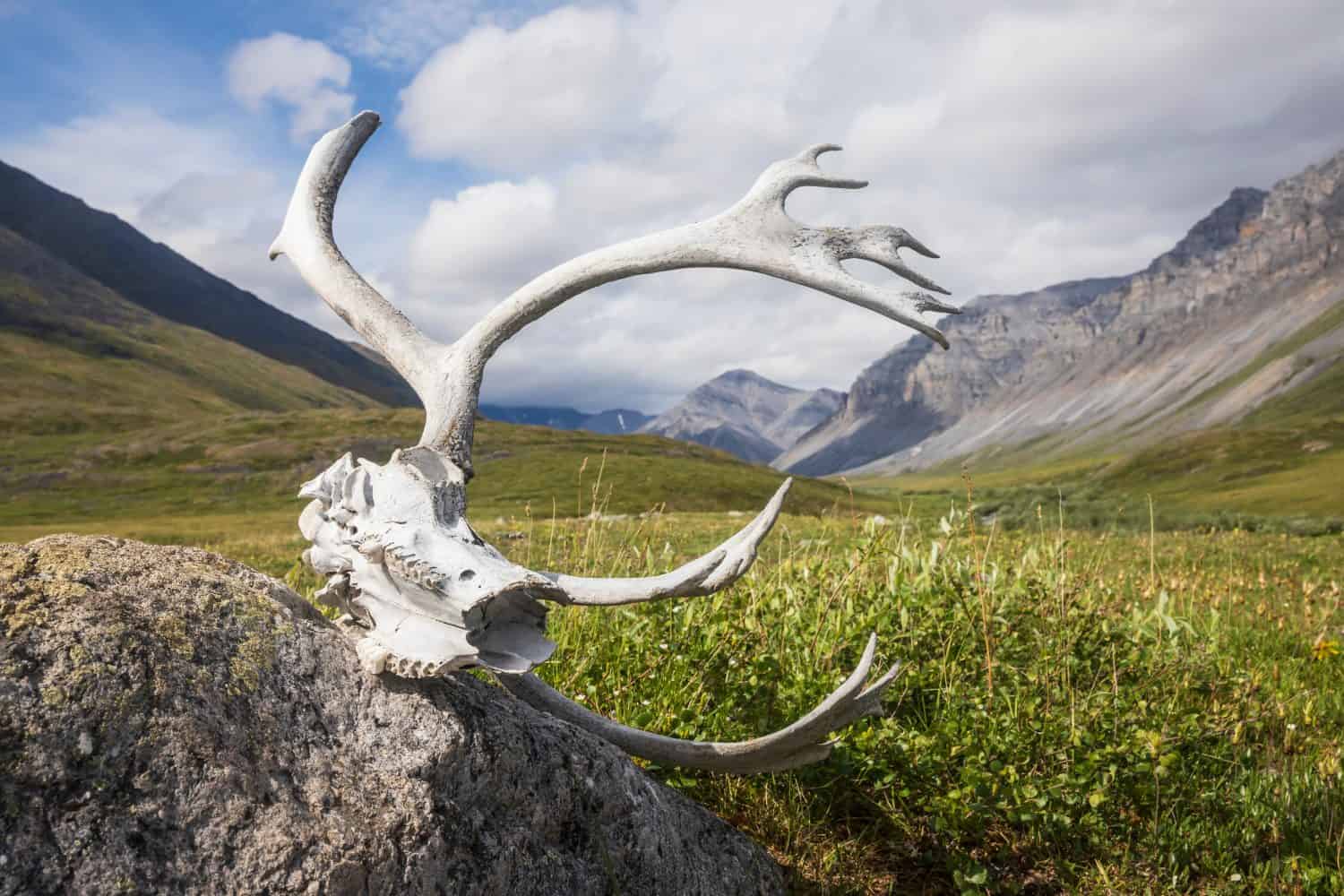A caribou skull with antlers lying in the tundra of Gates of the Arctic National Park (Alaska).