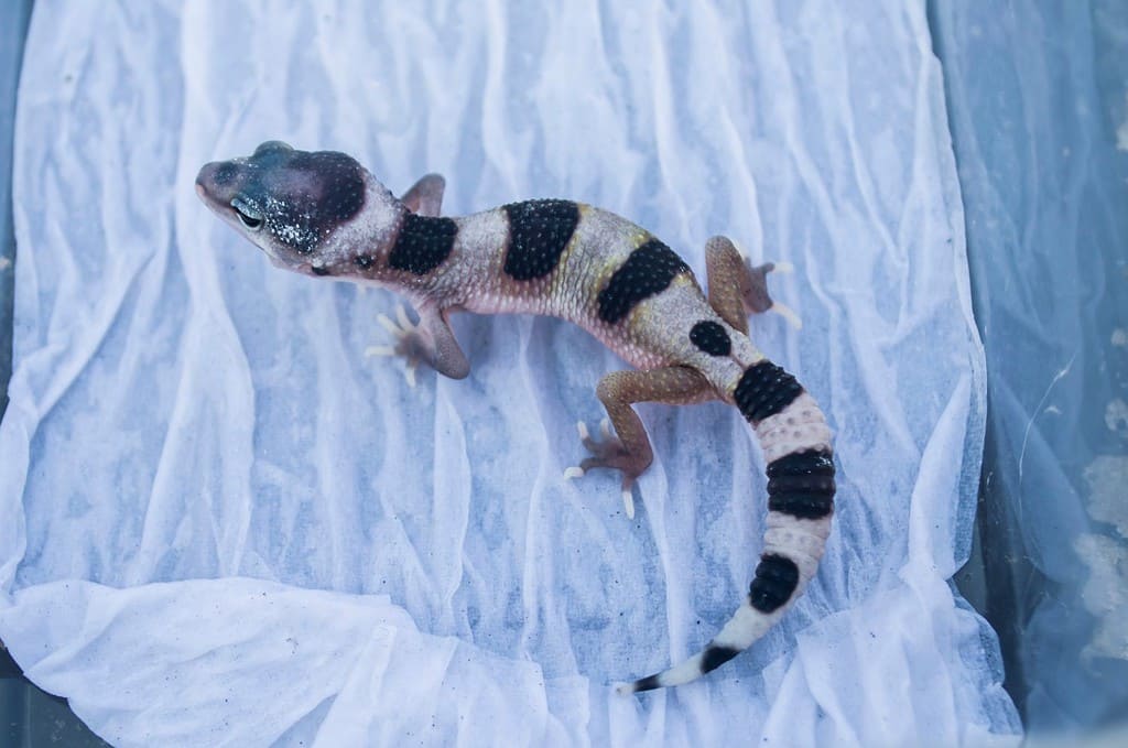 Newly hatched cute leopard gecko baby