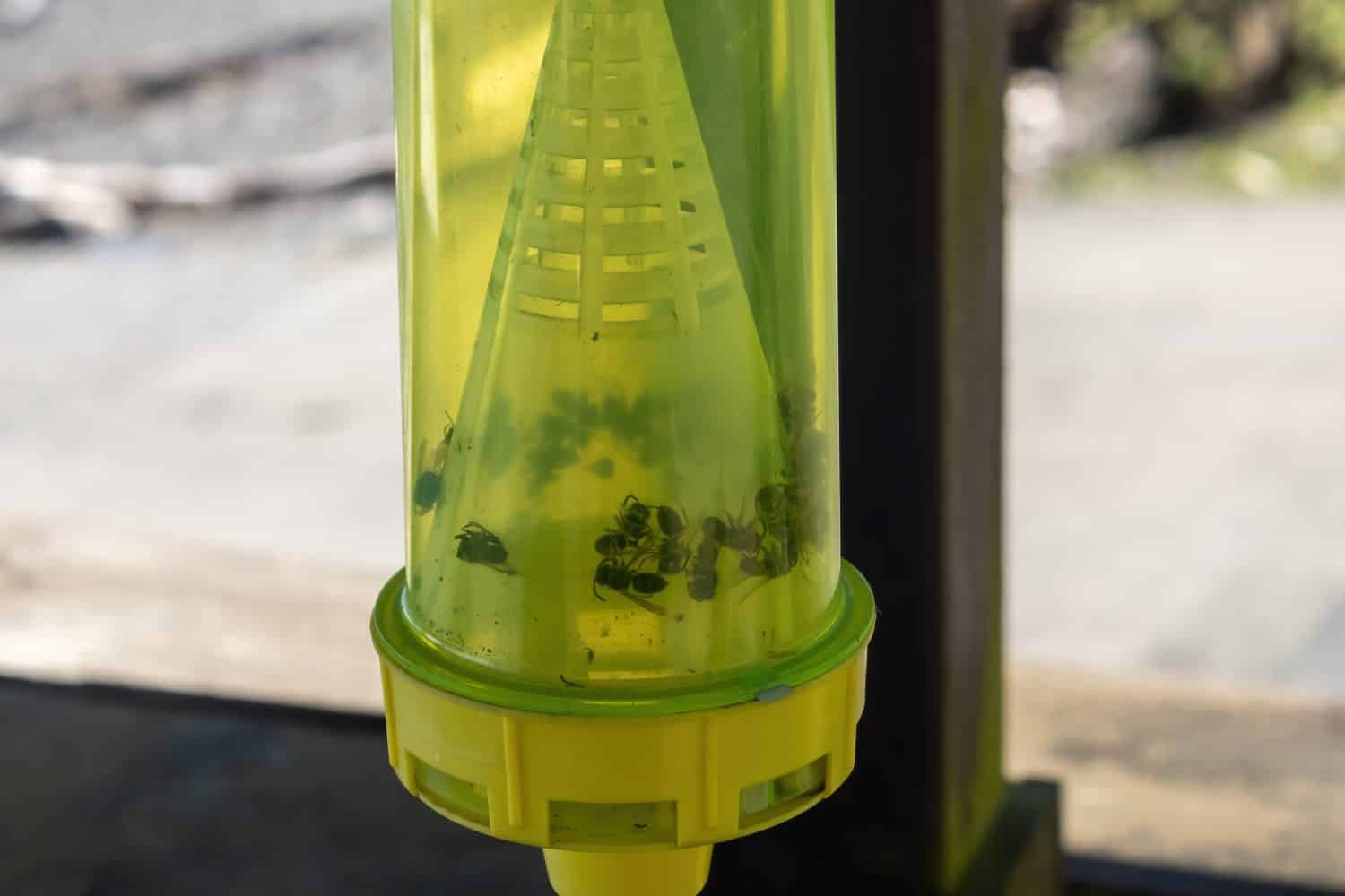 dozens of dead wasps caught inside of a wasp trap