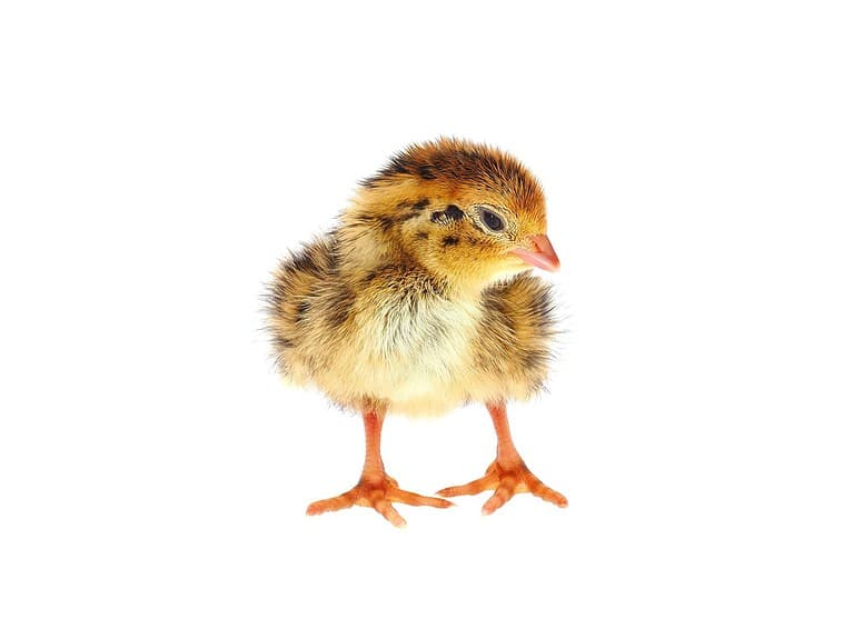 Common quail chick isolated on white background, Coturnix coturnix