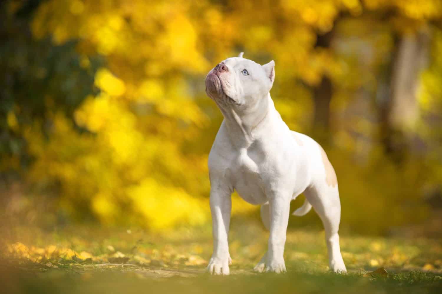 Funny white American bully dog stands and warily looks up, front view. Puppy obediently executes the command during training in beautiful autumn park with yellowed foliage, blurred background.