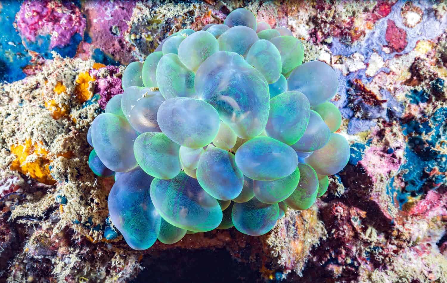Plerogyra sinuosa is a jelly-like species of the phylum Cnidaria. It is commonly called "bubble coral" due to its bubbly appearance. on the coral reef of Phi Phi Islands, Thailand