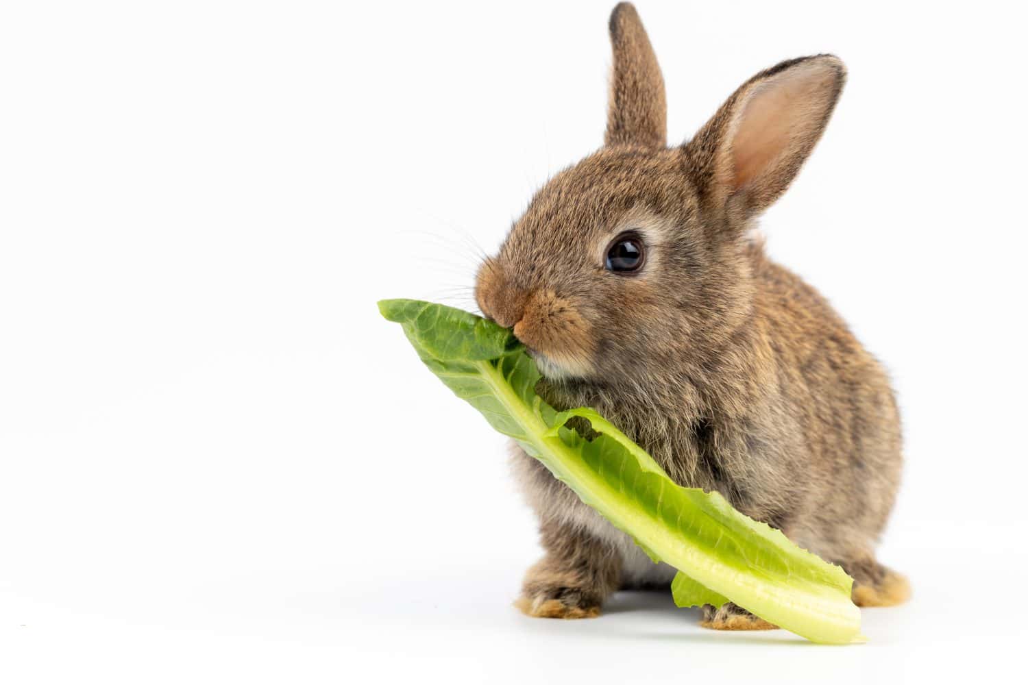 A healthy Lovely baby bunny easter fluffy brown rabbit eating food, green vegetables, on white background. selective focus. Animal, rabbit food, healthy lifestyle concept.