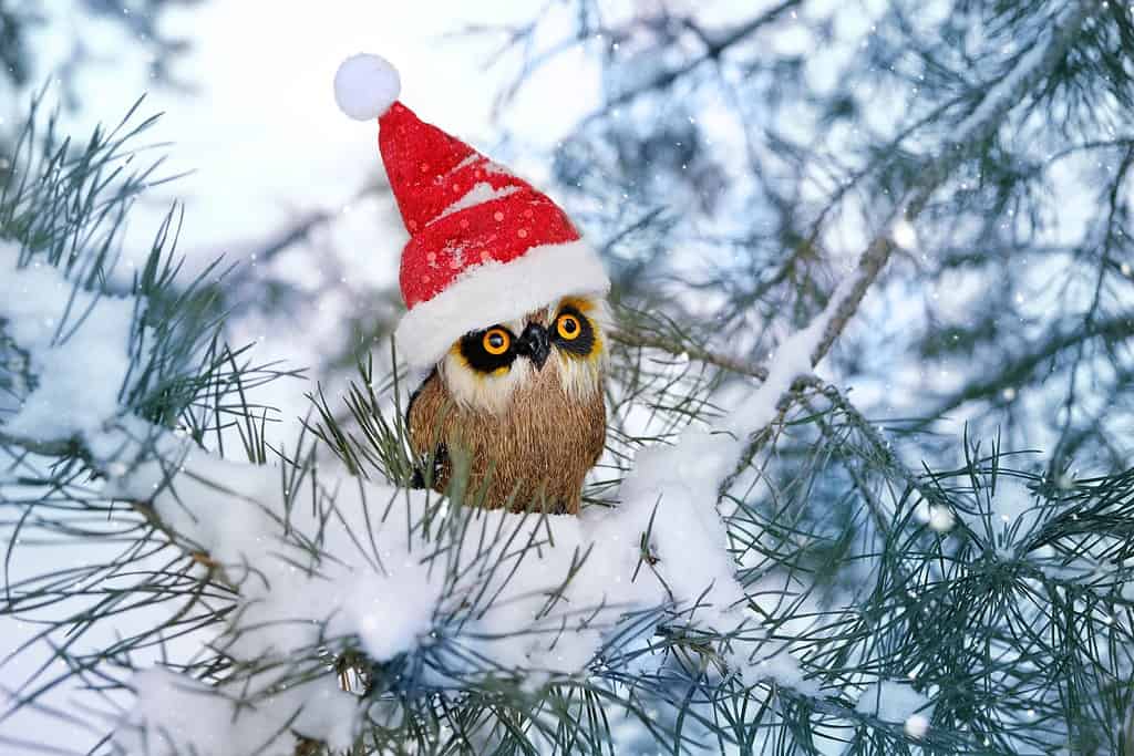 funny owl toy in santa hat on snowy pine tree, winter natural background. Christmas and New year holiday. winter festive season