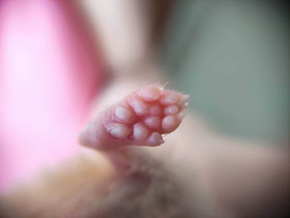 Paw of the syrian hamster, close-up photo