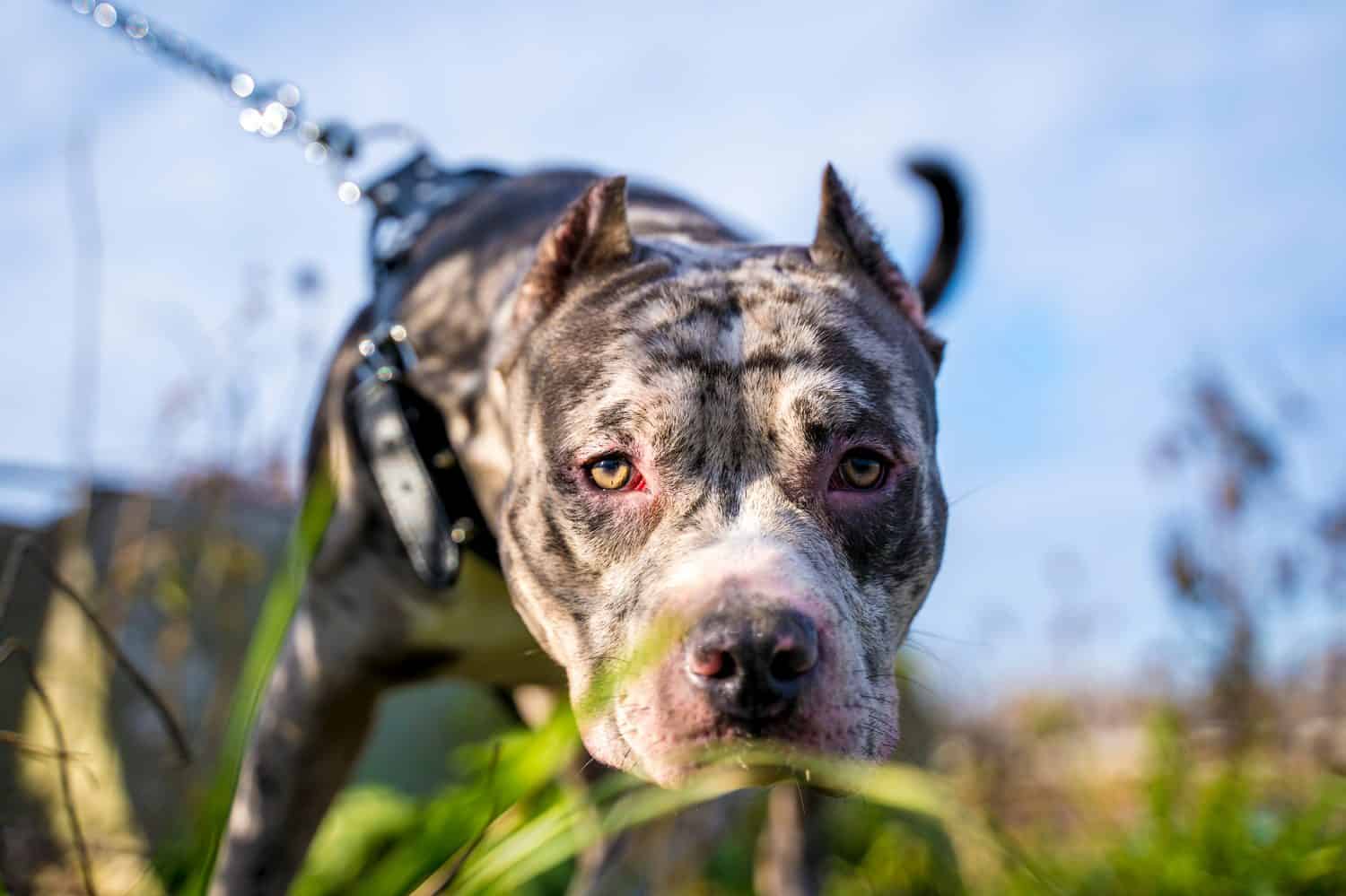 Shops hip dysplasia in pit bulls