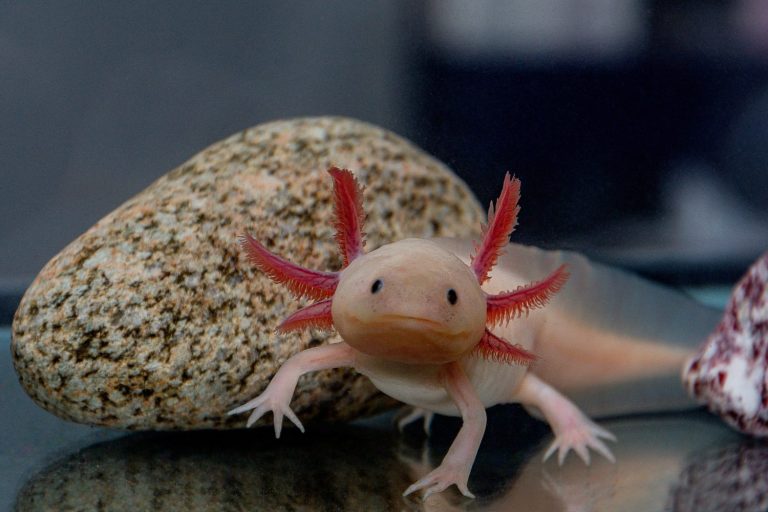 Are Axolotls Endangered and How Many Are Left In the World? AZ Animals