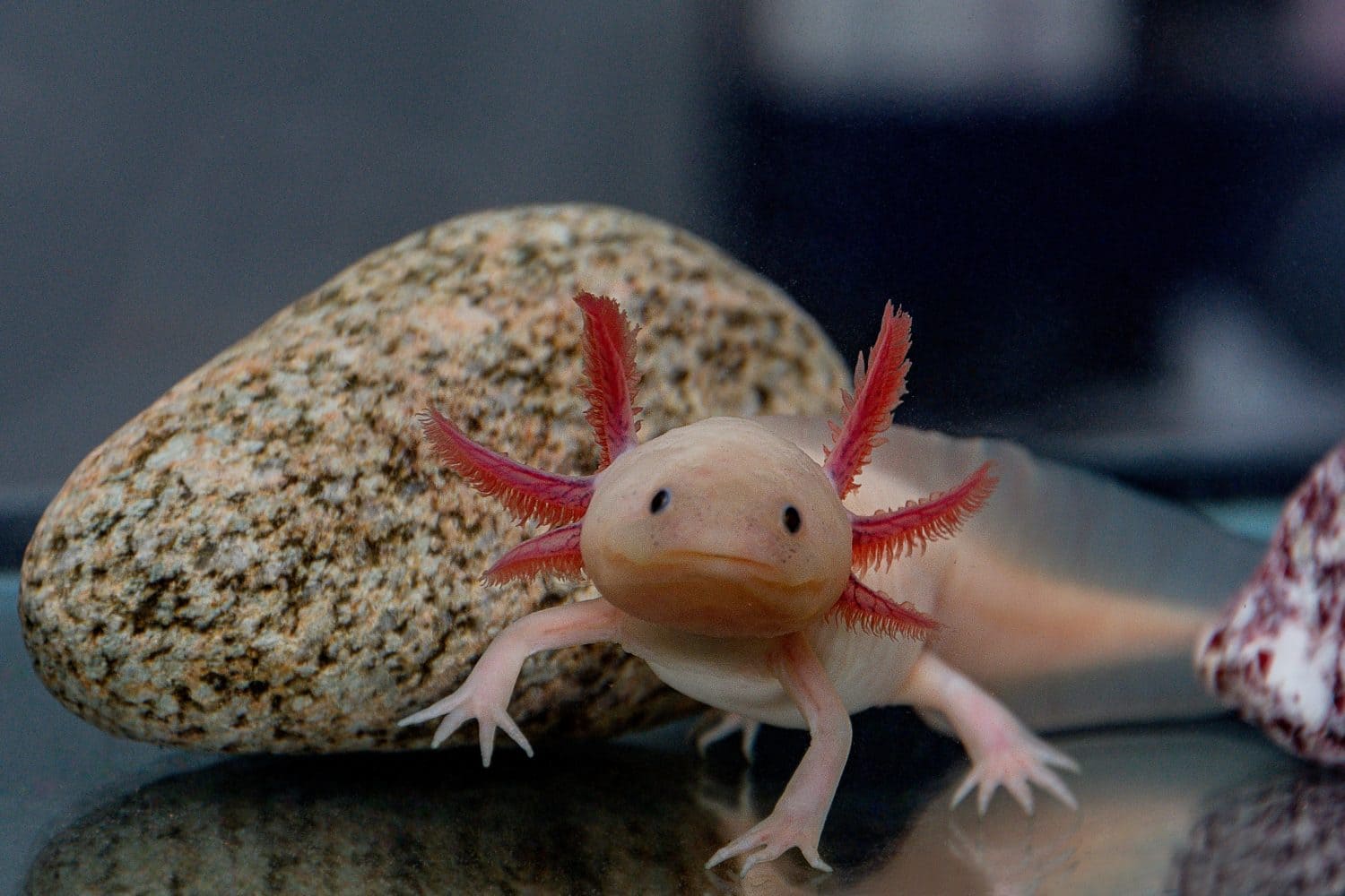 Axolotl is an exotic and very cute pet.