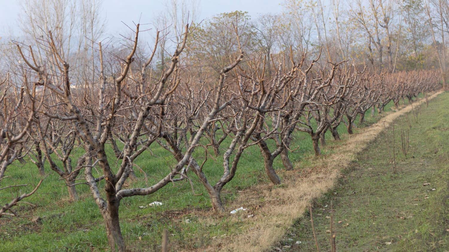 Peach fruit trees orchard in winter