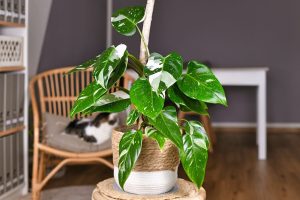 White Princess Philodendron Care Guide: 19 Tips for a Healthy Plant Picture