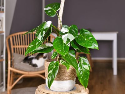 A White Princess Philodendron Care Guide: 19 Tips for a Healthy Plant