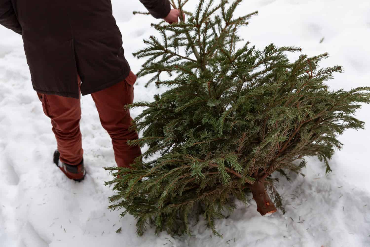 Old Christmas tree recycling, a man carrying a green pine in the trash after Christmas and New year holiday.