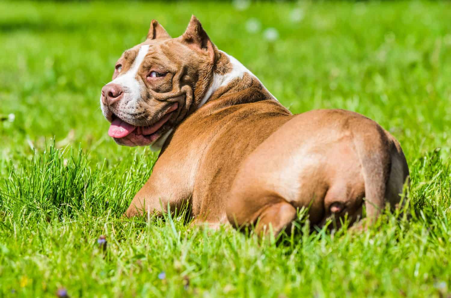 Chocolate brown color American Bully dog is on green grass. Medium sized dog with a muscular body