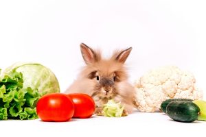 Yes, Rabbits Can Eat Cauliflower! But Follow These 5 Tips Picture