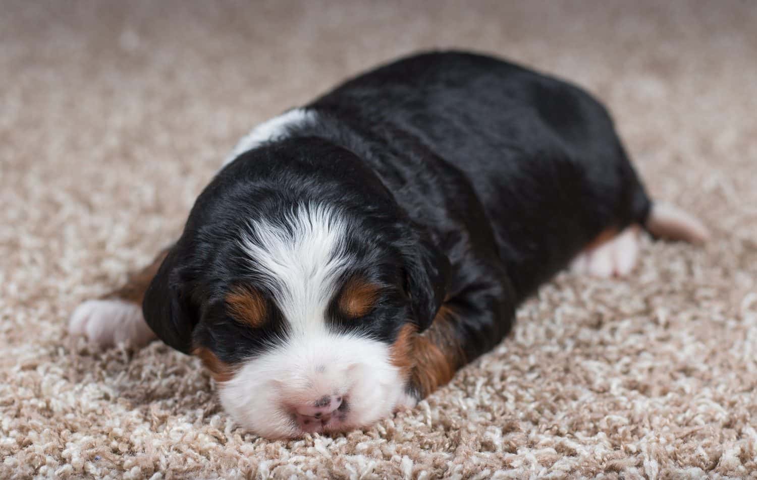 Tri colored Mini Bernedoodle Puppy sleeping on carpet