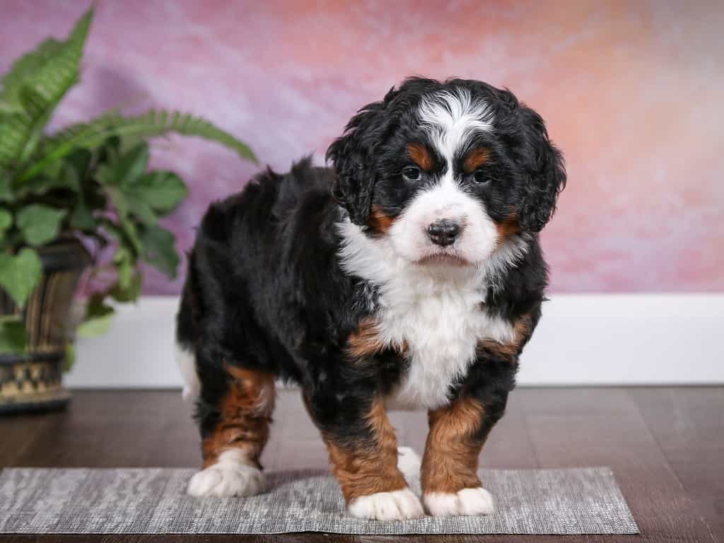 Tri colored Mini Bernedoodle Puppy standing in room with purple wall background. Looking at camera
