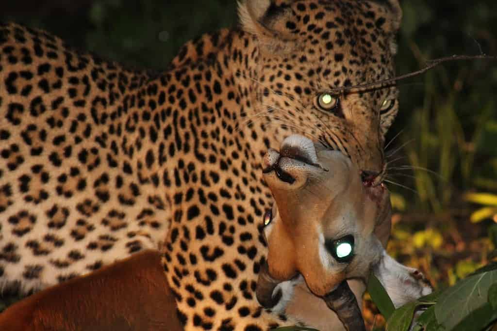 Leopard kills impala during night drive