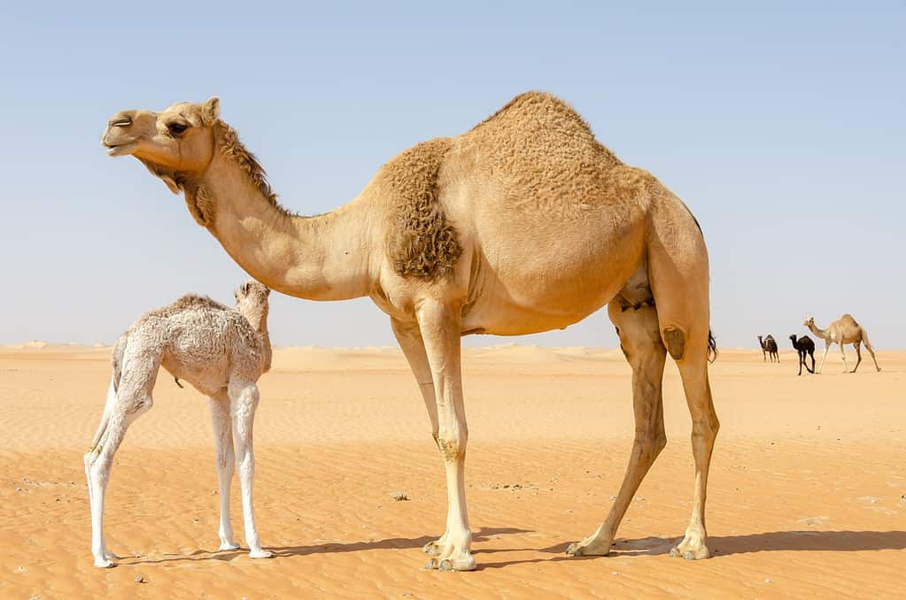 Camel mother and her baby camel in the Abu Dhabi desert, United Arab Emirates, Middle East.