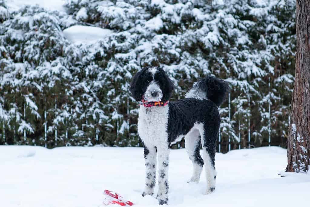 Sheepadoodle playing in the snow with a ball