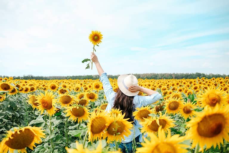 The Tallest Sunflower Ever Grown Soared 3-Stories into the Sky - A-Z ...