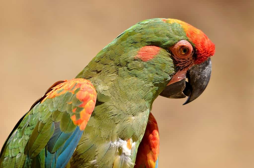 Portrait of red-fronted macaw (Ara rubrogenys) also called Lafresnaye's macaw and seen from profile