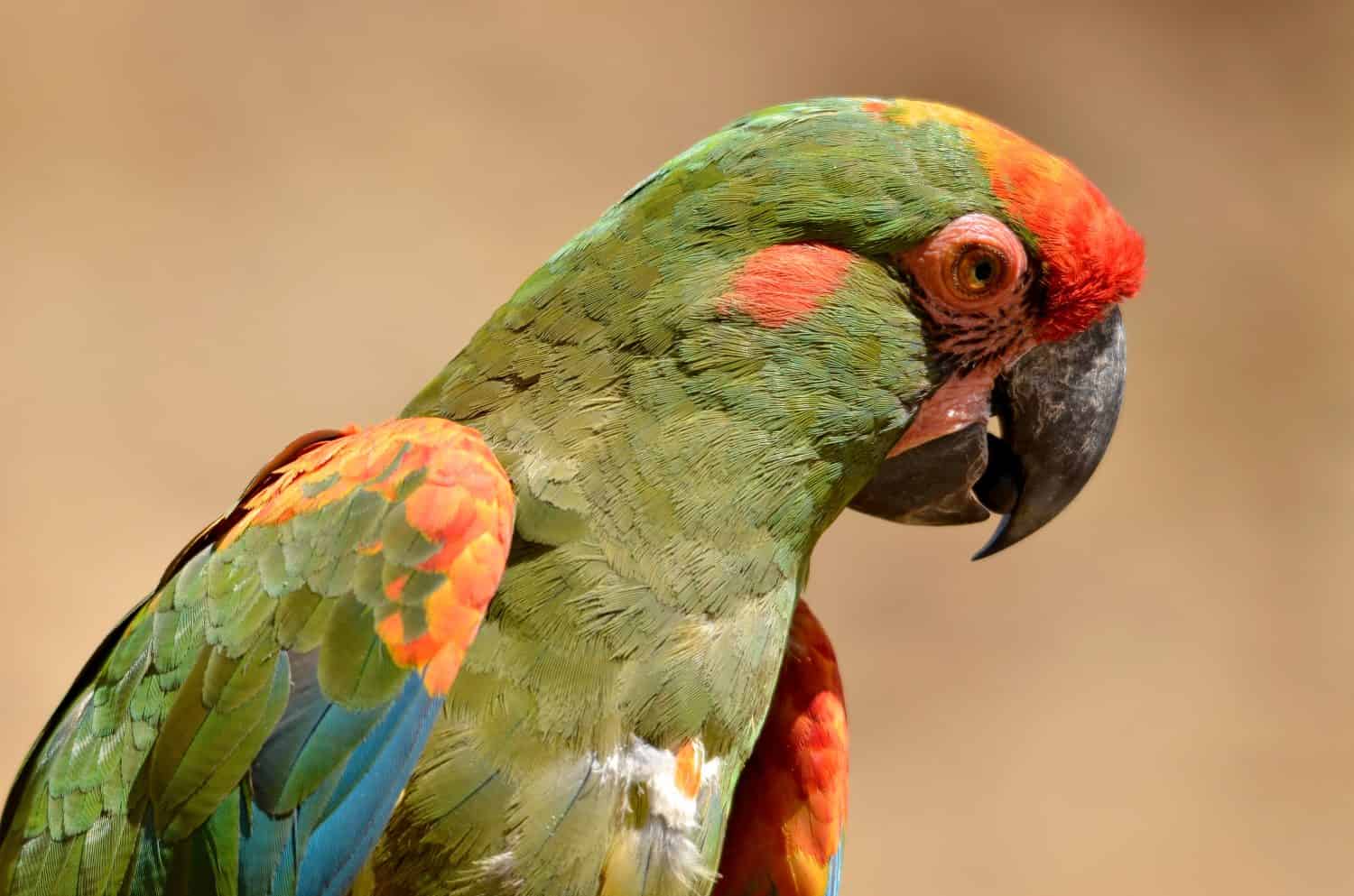 Portrait of red-fronted macaw (Ara rubrogenys) also called Lafresnaye's macaw and seen from profile