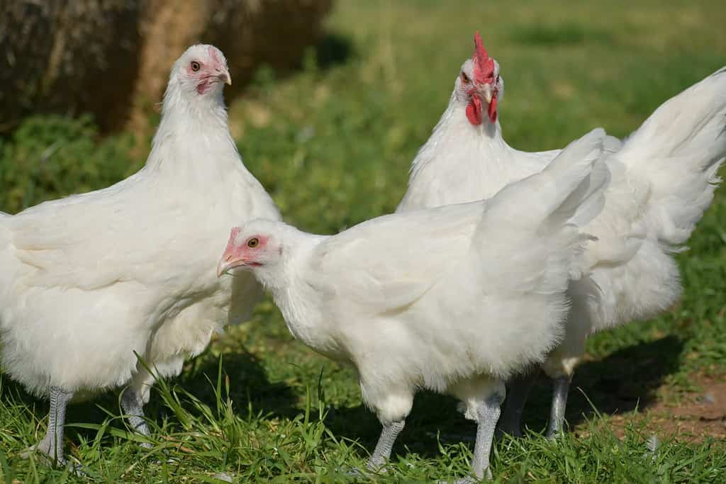 French Bresse Chickens on Green Grass
