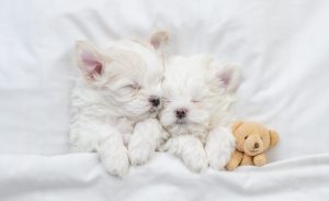 Maltese Puppies: Pictures, Adoption Tips, and More! Picture