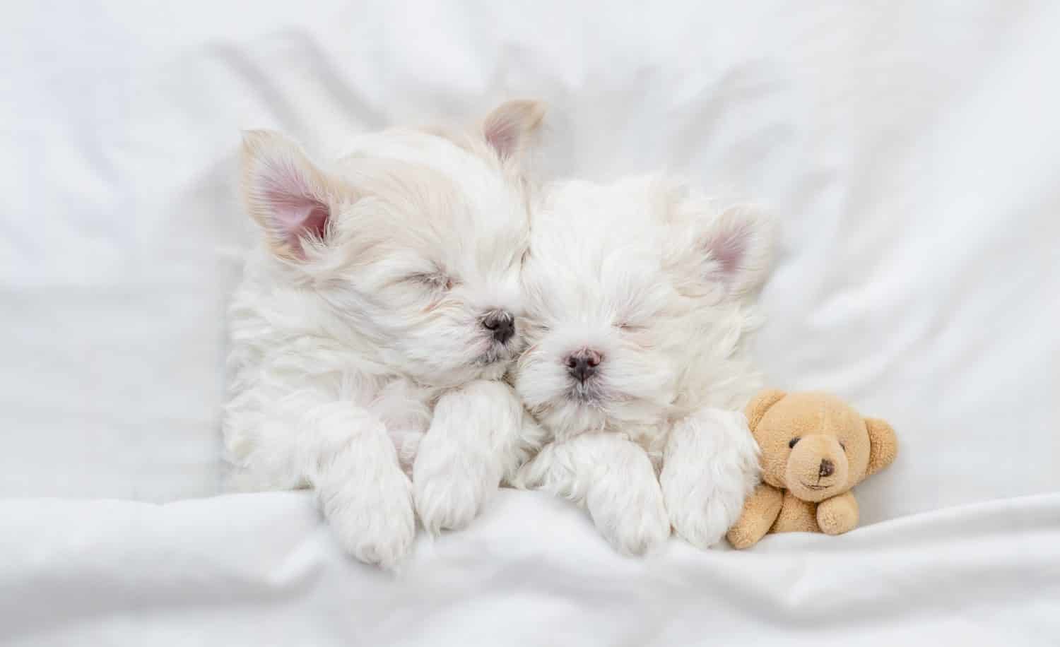 Two Cozy Maltese puppy sleep on a bed at home with favorite toy bear. Top down view