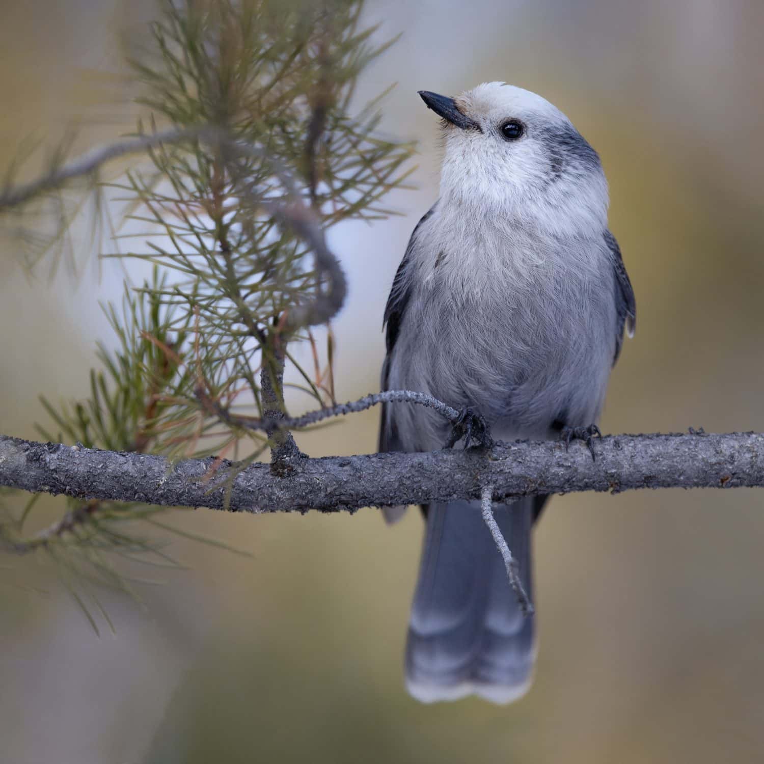 A closeup shot of  Canada Jay perched in a pine tree in Grand Teton National Park, Wyoming, USA 