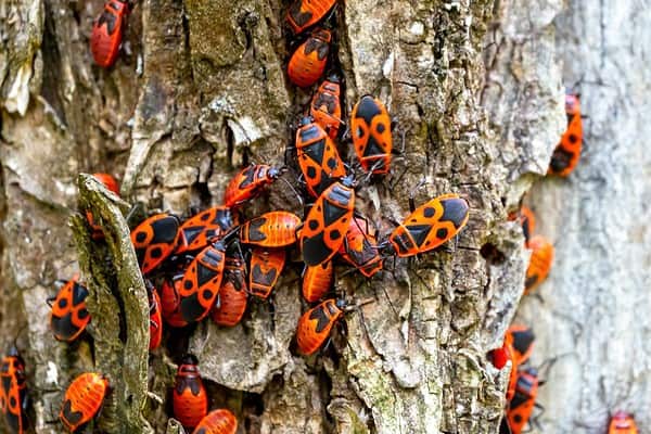 Firest Insect 10 Incredible Facts You Didn't Know About Insects - A-Z Animals