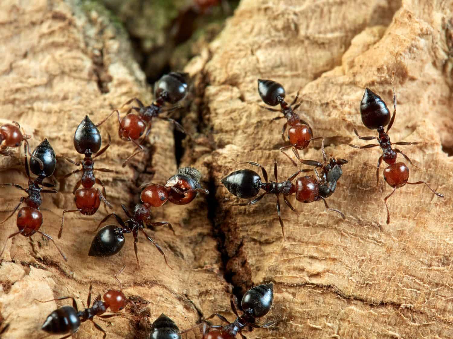 	Mediterranean Acrobat Ant. Crematogaster scutellaris 