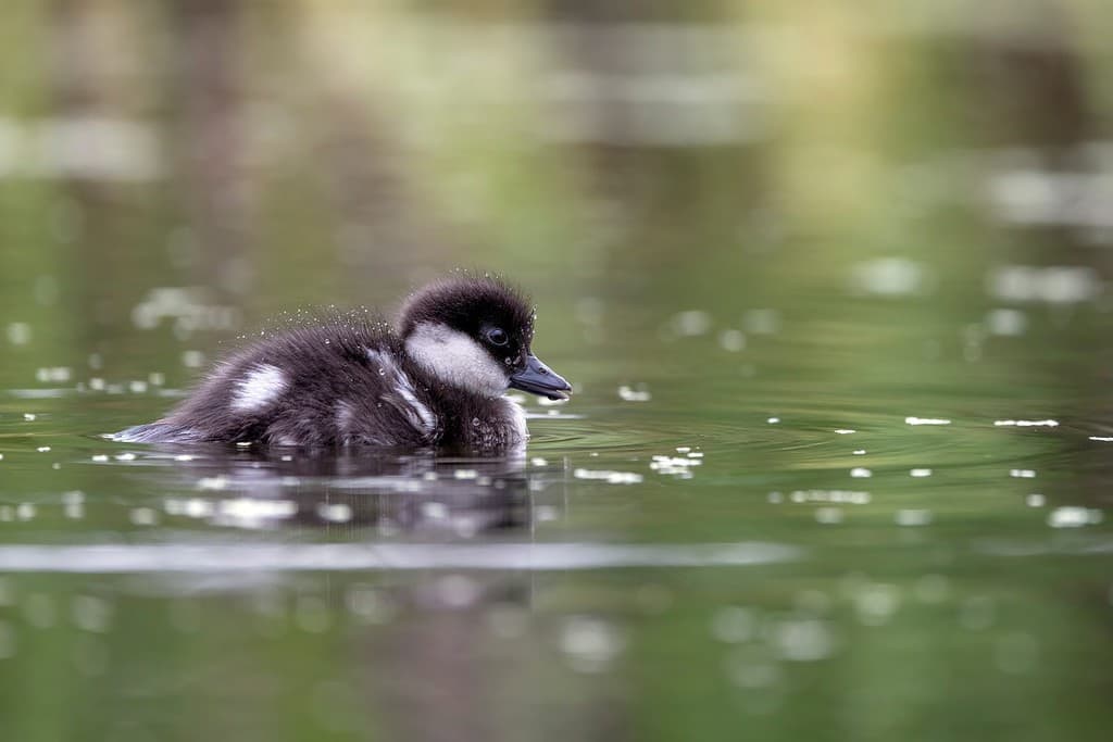 This cute, little, precocious bufflehead duckling is only a day old. It still has its egg tooth at the end of the bill. Once they hatch it is not long before they are on the water looking for food.