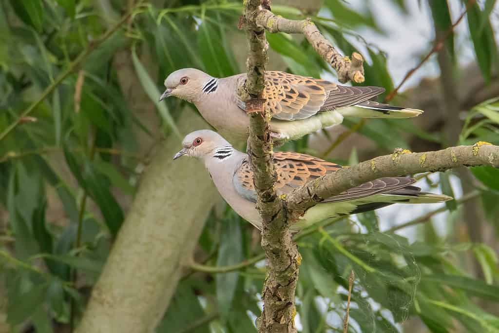 A pair of European Turtle Doves perching in a tree. The European turtle dove (Streptopelia turtur) is a member of the bird family Columbidae, the doves and pigeons.