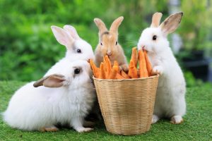 Yes, Rabbits Can Eat Carrots! But Follow These 5 Tips Picture