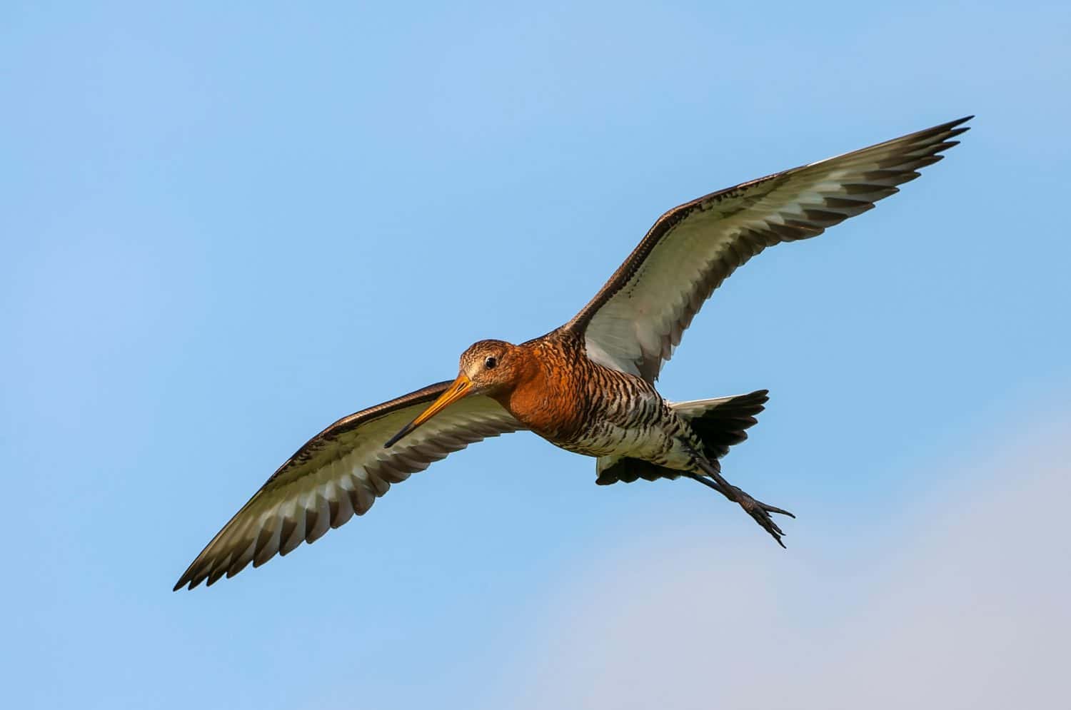 Black-tailed Godwit (Limosa limosa) in the Netherlands.