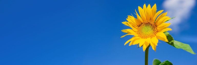 Sunflower isolated over clear blue sky. Farming concept. Nature, summer, front view, sun flower, head