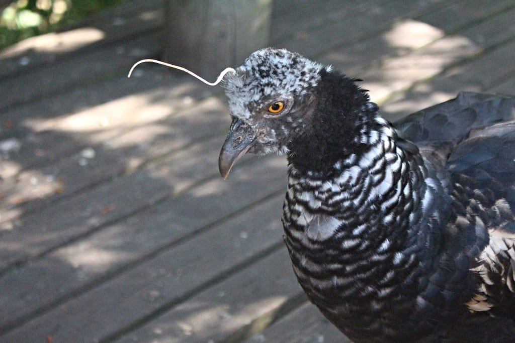 A horned screamer in Bar&uacute;, Colombia.