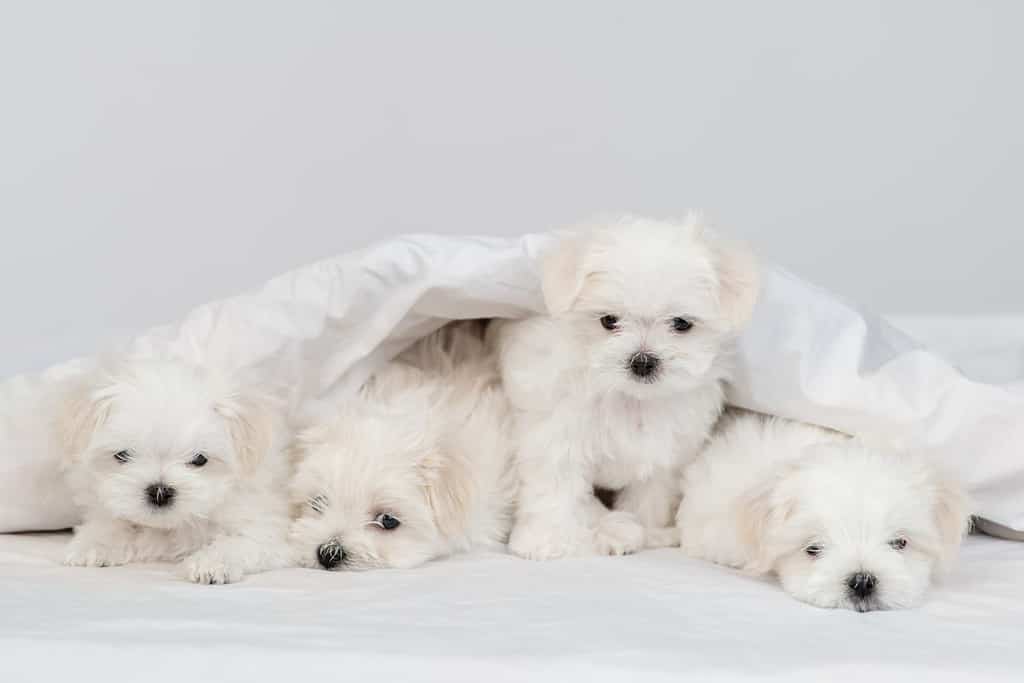 A group of cute little Maltese puppies lying on a white bed under a warm blanket