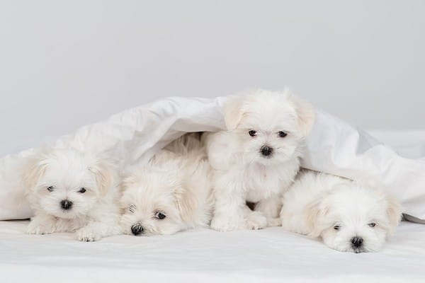 Maltese Colors and Markings - A-Z Animals