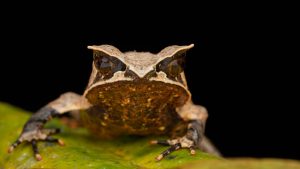 Meet the Incredible Marsupial Frog Who Carries Her Entire Family on Her Back Picture