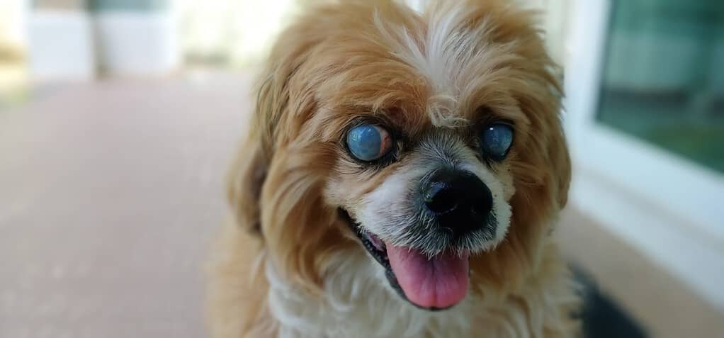 Photo of a Lhasa Apso dog with cataracts. A cataract is a condition in which the lens or cornea becomes cloudy. The cause of its occurrence is still unknown.
