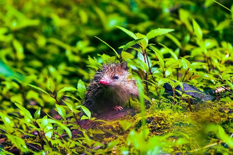 The Tailless tenrec - Tenrec ecaudatus - Tangue