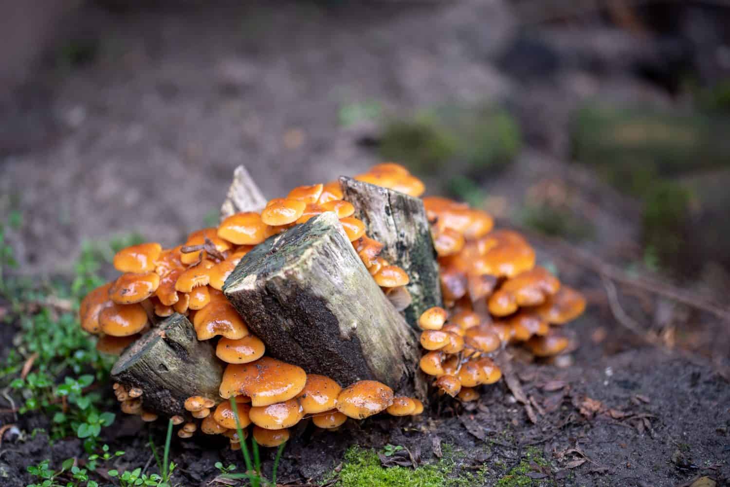 Pholiota microspora, commonly known as Pholiota nameko or simply nameko is a small, amber-brown mushroom with a slightly gelatinous coating that is used as an ingredient in miso soup and nabemono.