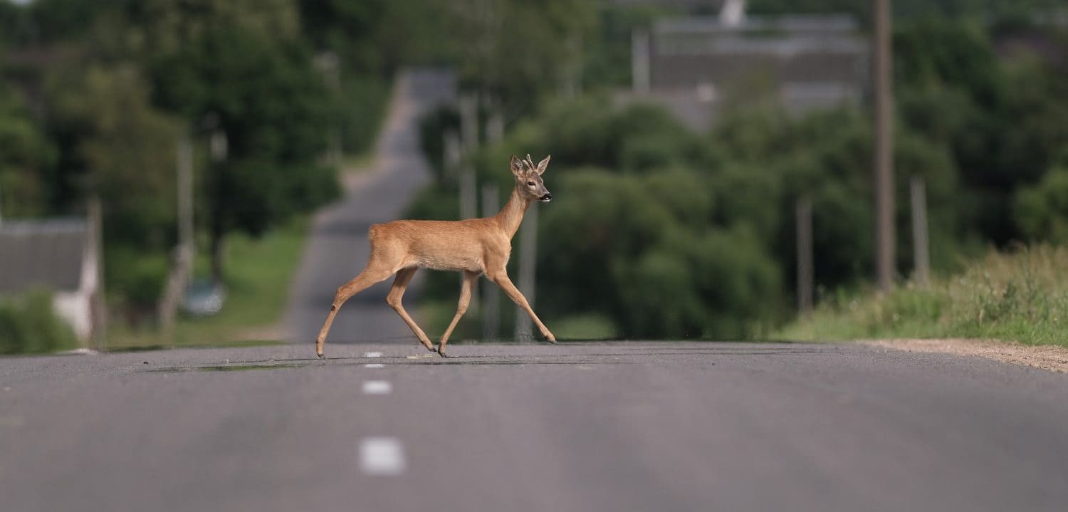 a young roe deer, one of the wild animals, crosses the road