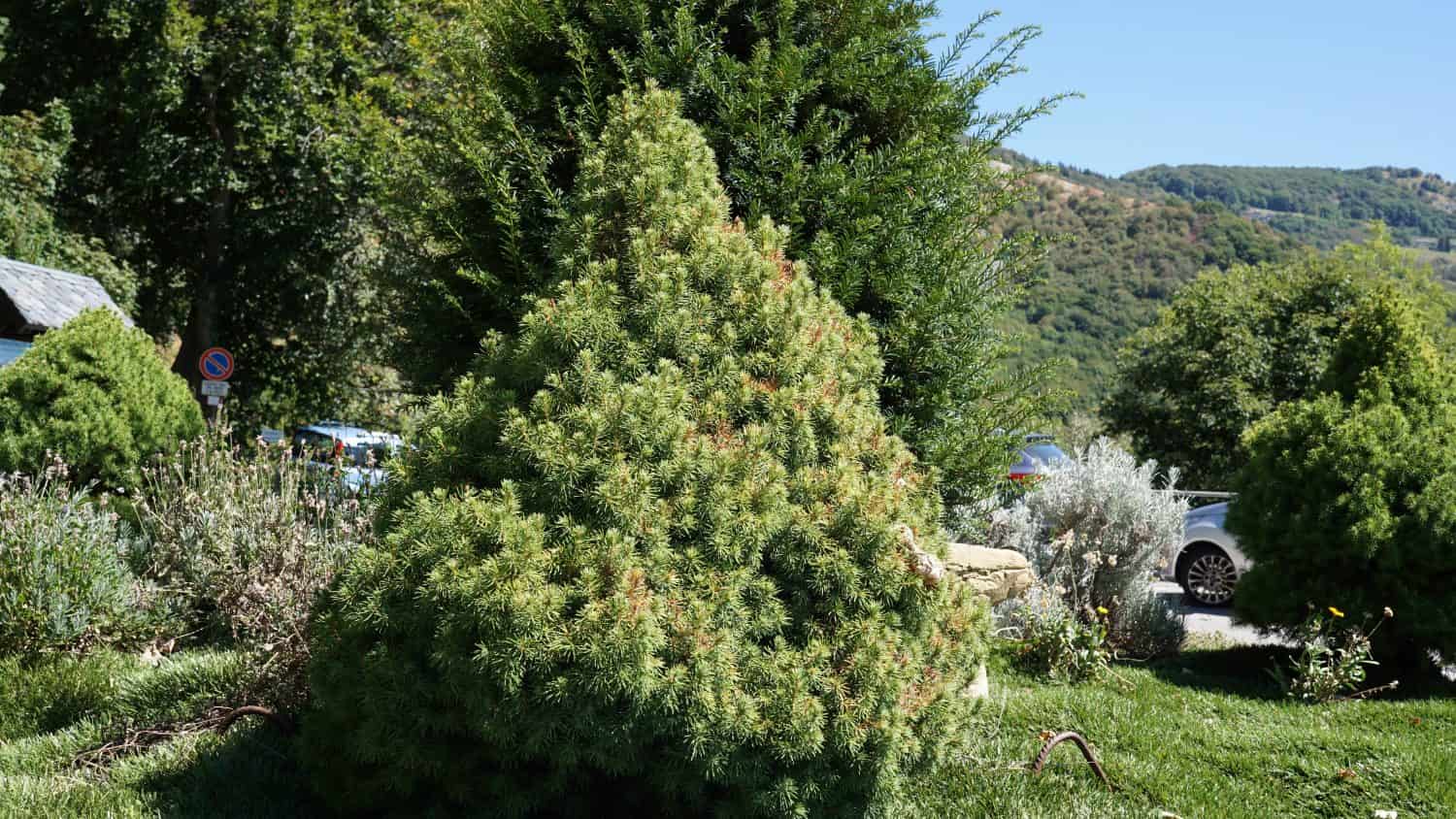 White spruce (Picea glauca), in the garden. Decorative plant at the public park. Summer season
