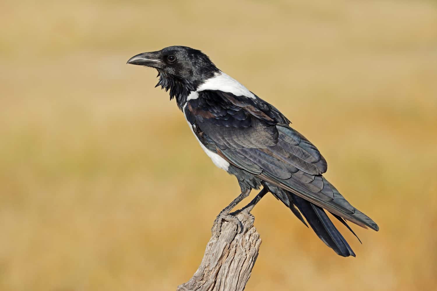 A pied crow (Corvus albus) perched on a branch, Etosha National Park, Namibia