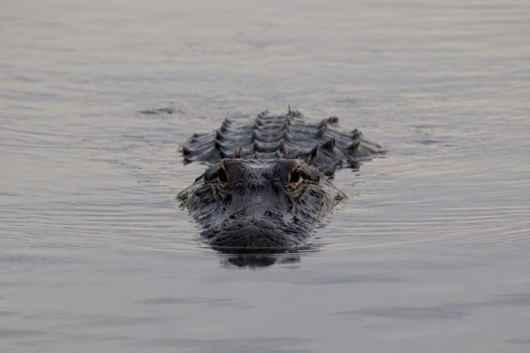 American Alligator, Alligator mississippiensis, Adults and Juveniles