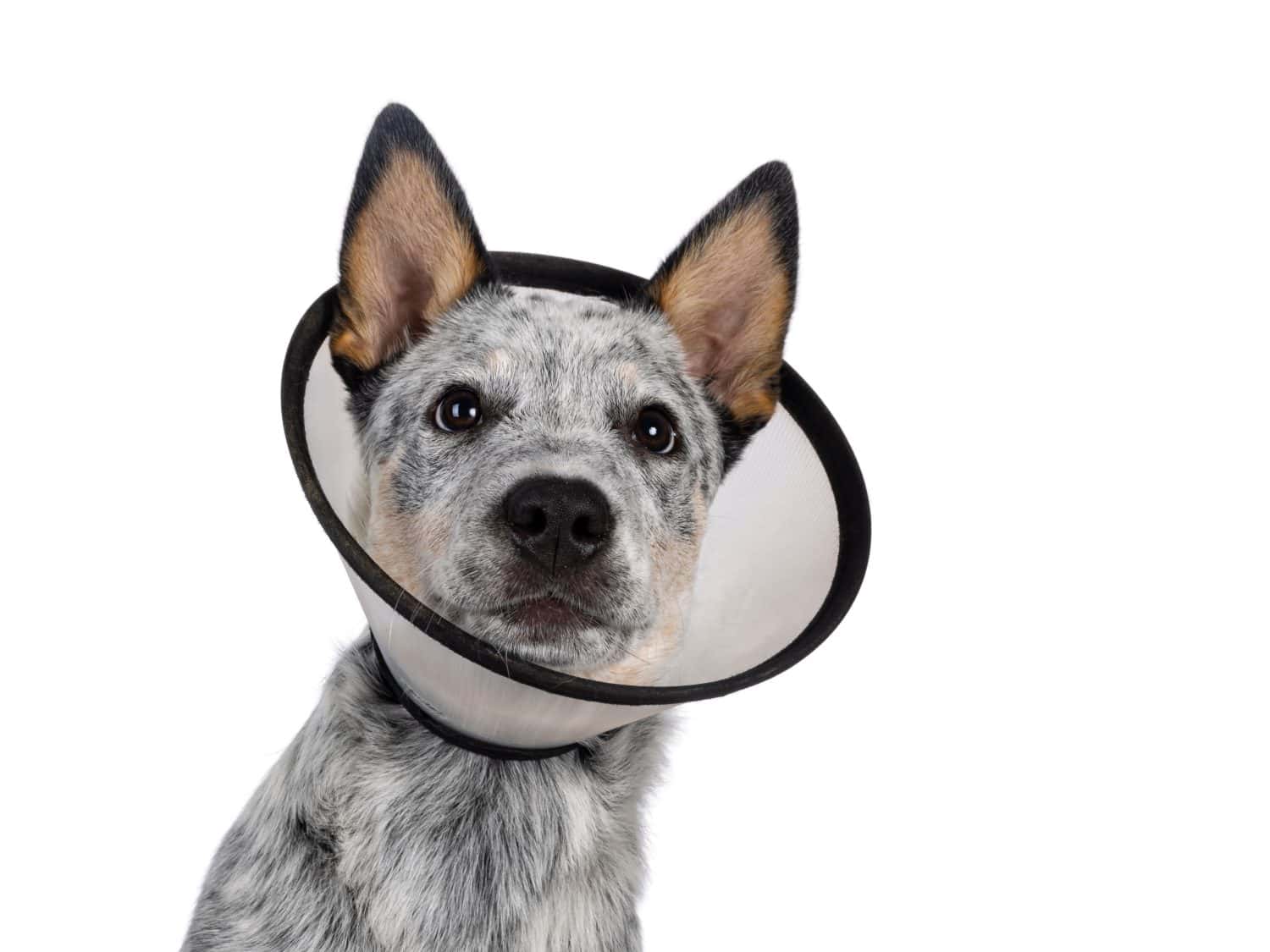 Head shot of cute Cattle dog pup, wearing medical cone around neck. Looking beside camera. Tongue out panting. Isolated on a white background.
